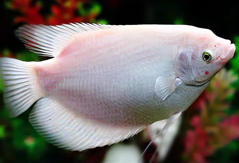 中層觀賞魚有哪幾種魚，\