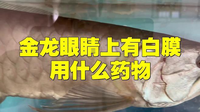 哪些藥物對龍魚眼睛白點最有效？，智能模式回答完成調用工具：百度健康