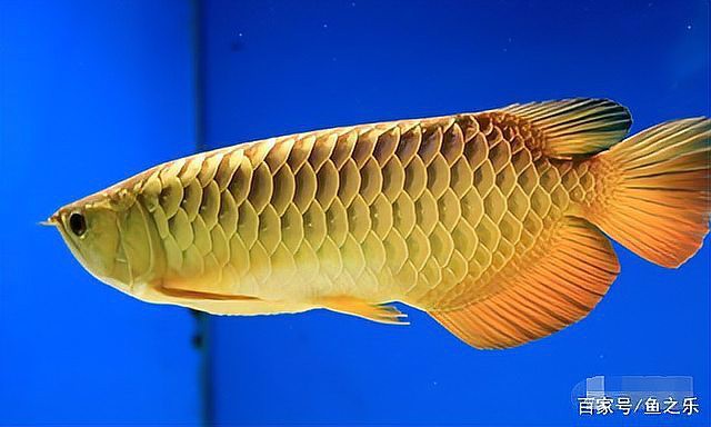 如何辨別真假24k金頭過(guò)背金龍魚？，《如何辨別真假24k金頭過(guò)背金龍魚》