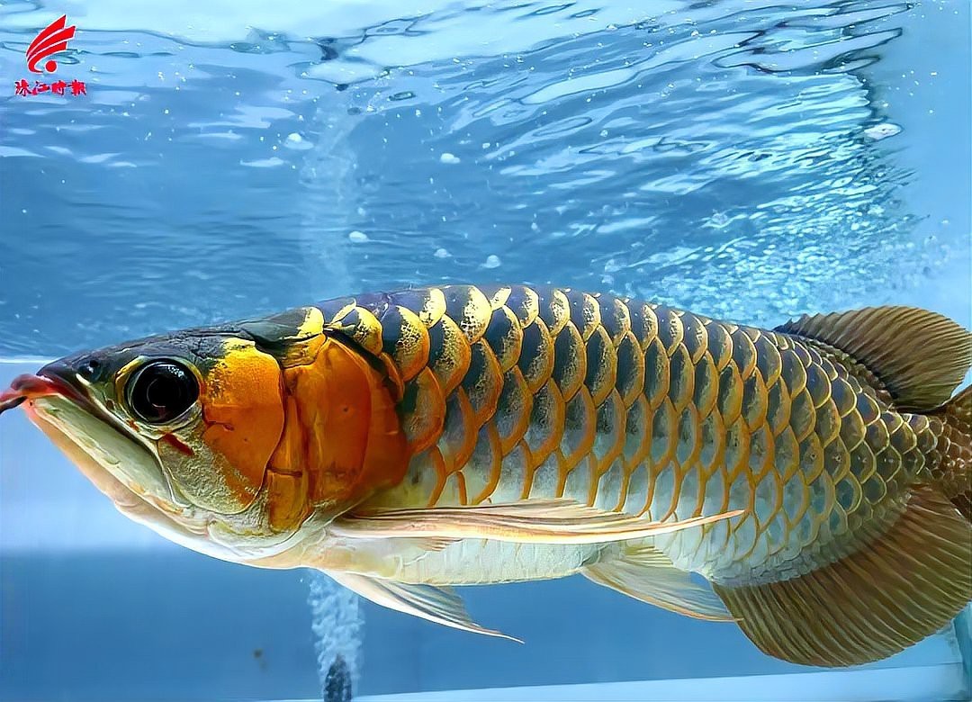 帝龍漁場有哪些品種的紅龍？，帝龍漁業(yè)有龍王品種嗎