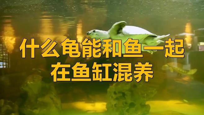 哪些龜類不適合與龍魚混養(yǎng)？，哪些龜適合與龍魚混養(yǎng)？