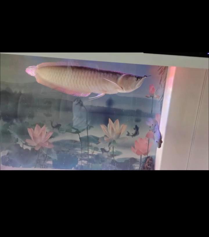 養的龍魚死了預示主人，《養的龍就像程序員會在》