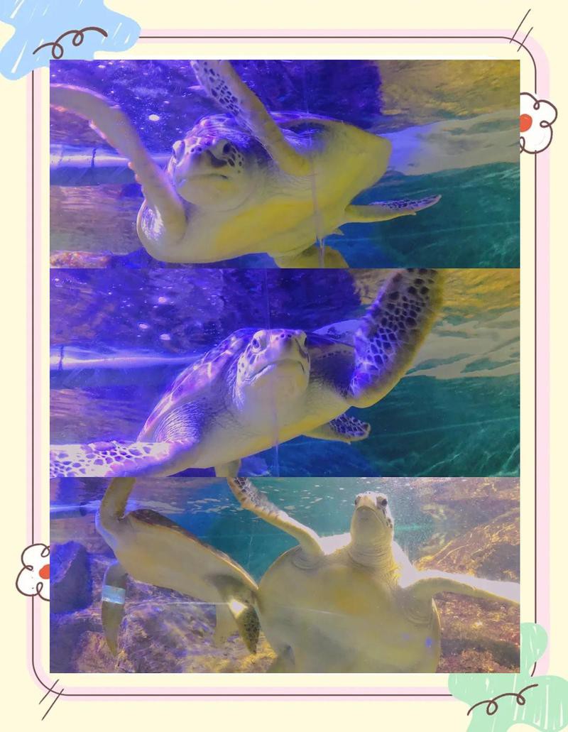 泉山水族店，徐州泉山水族店