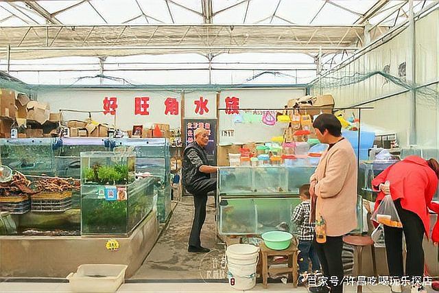 許昌水族店，揭秘許昌水族行業(yè)盈利新模式加盟星水族店運(yùn)營(yíng)神器