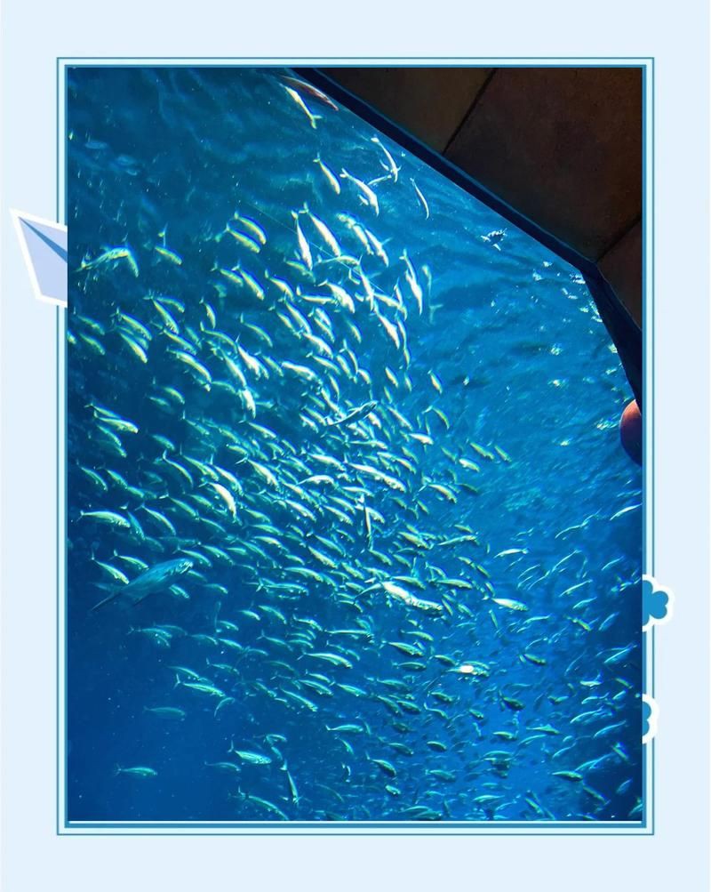 三亞魚缸店，三亞水族世界商店