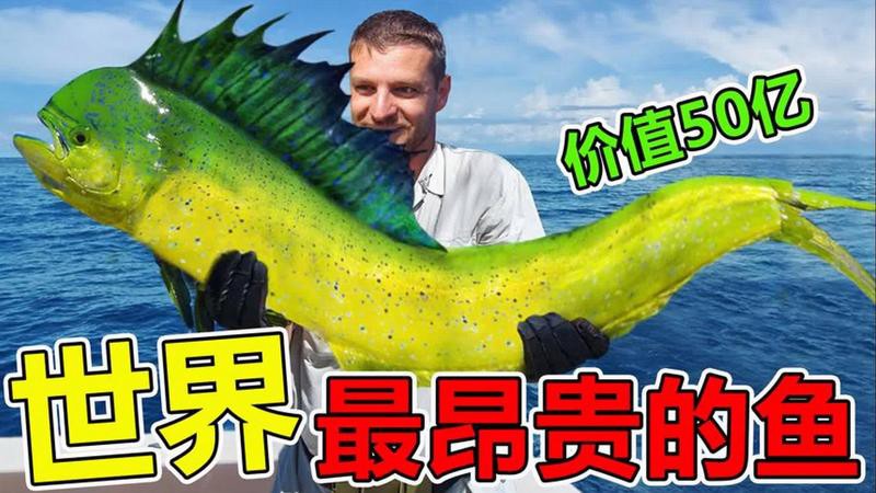 什么魚(yú)最貴排名第一，世界上最貴的魚(yú)類是什么魚(yú)？