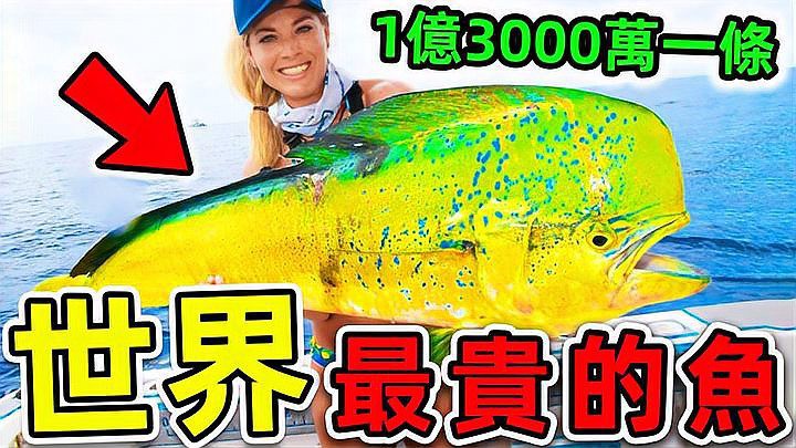 什么魚(yú)最貴排名第一，世界上最貴的魚(yú)類是什么魚(yú)？
