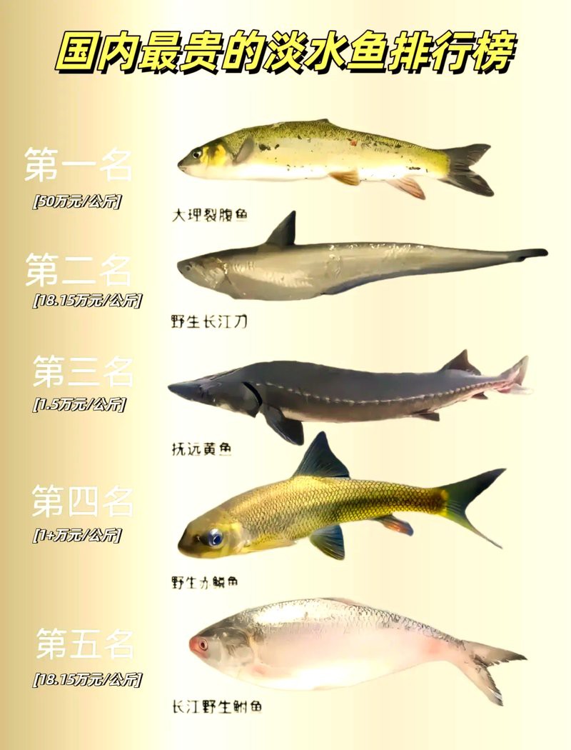 什么魚(yú)最貴排名第一，世界上最貴的魚(yú)類是什么魚(yú)？