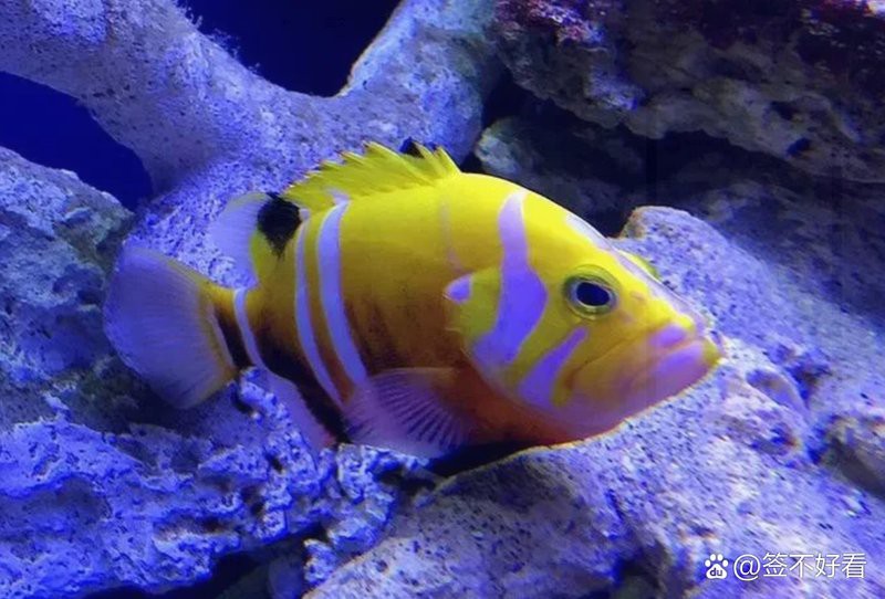 什么魚(yú)最貴排名第一，世界上最貴的魚(yú)類是什么魚(yú)？