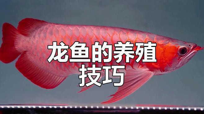 如何改善龍魚生長環(huán)境？，《如何改善龍魚生長環(huán)境》 如何改善龍魚生長環(huán)境？，《如何改善龍魚生長環(huán)境》 龍魚百科 第4張