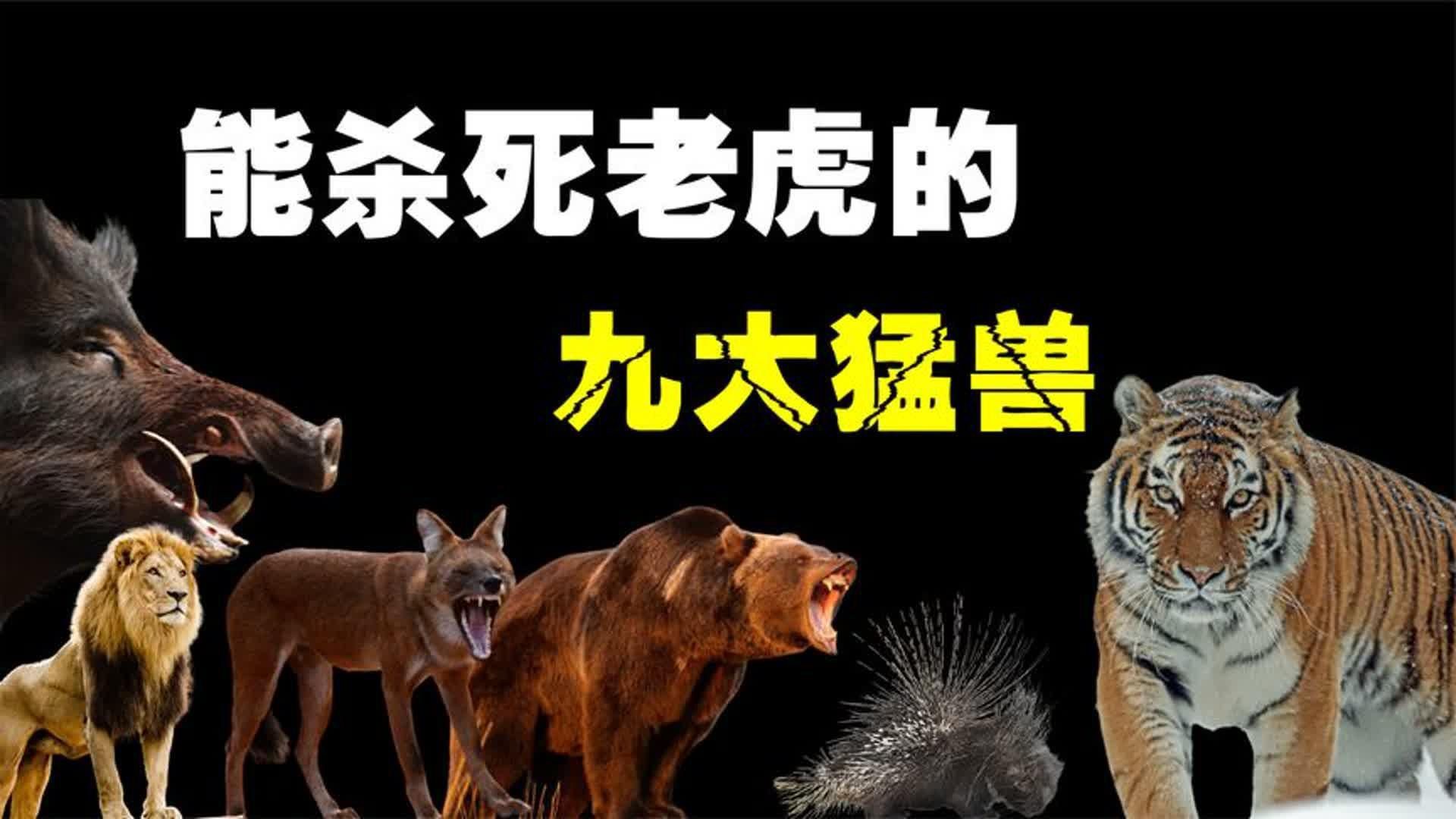 秒殺老虎的三種動物，《秒殺老虎的三種動物》冷知識“單挑”就能殺死老虎的幾大猛獸