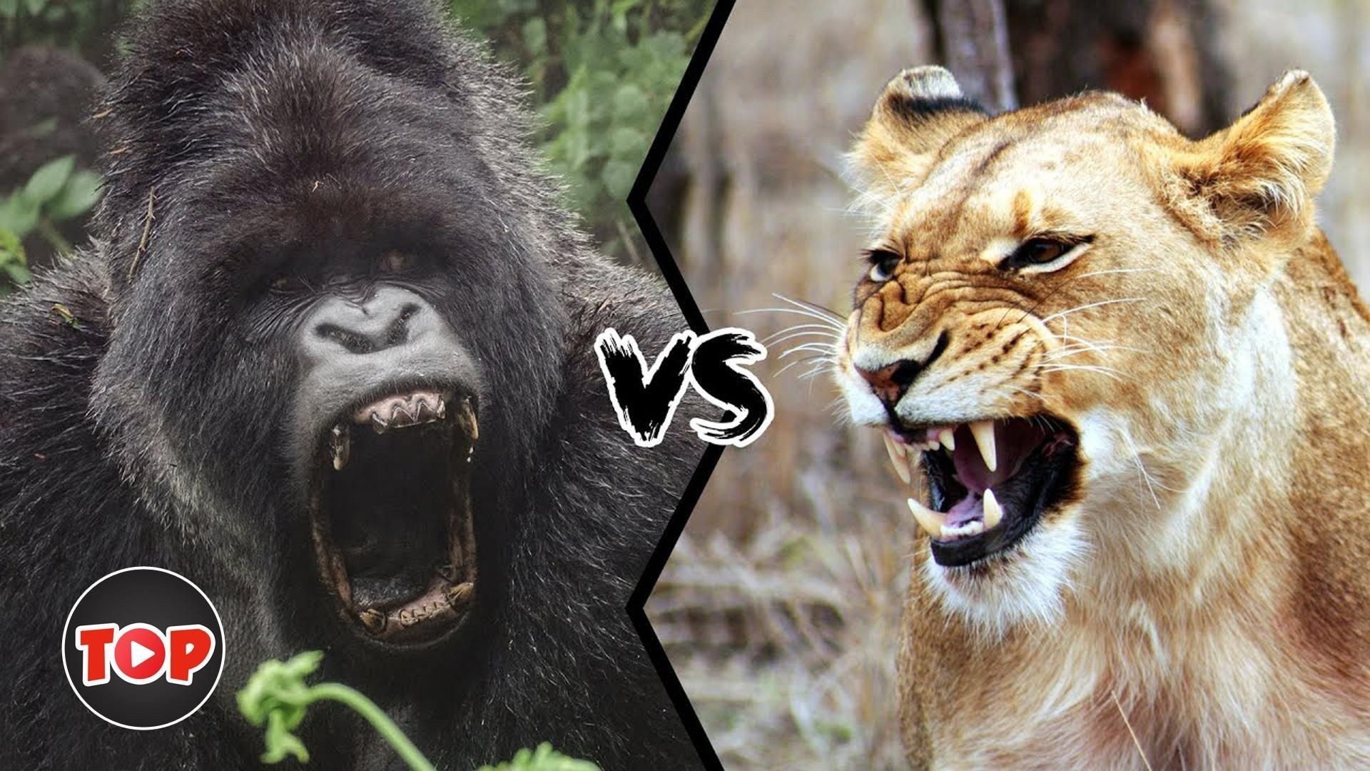 秒殺老虎的三種動物，《秒殺老虎的三種動物》冷知識“單挑”就能殺死老虎的幾大猛獸