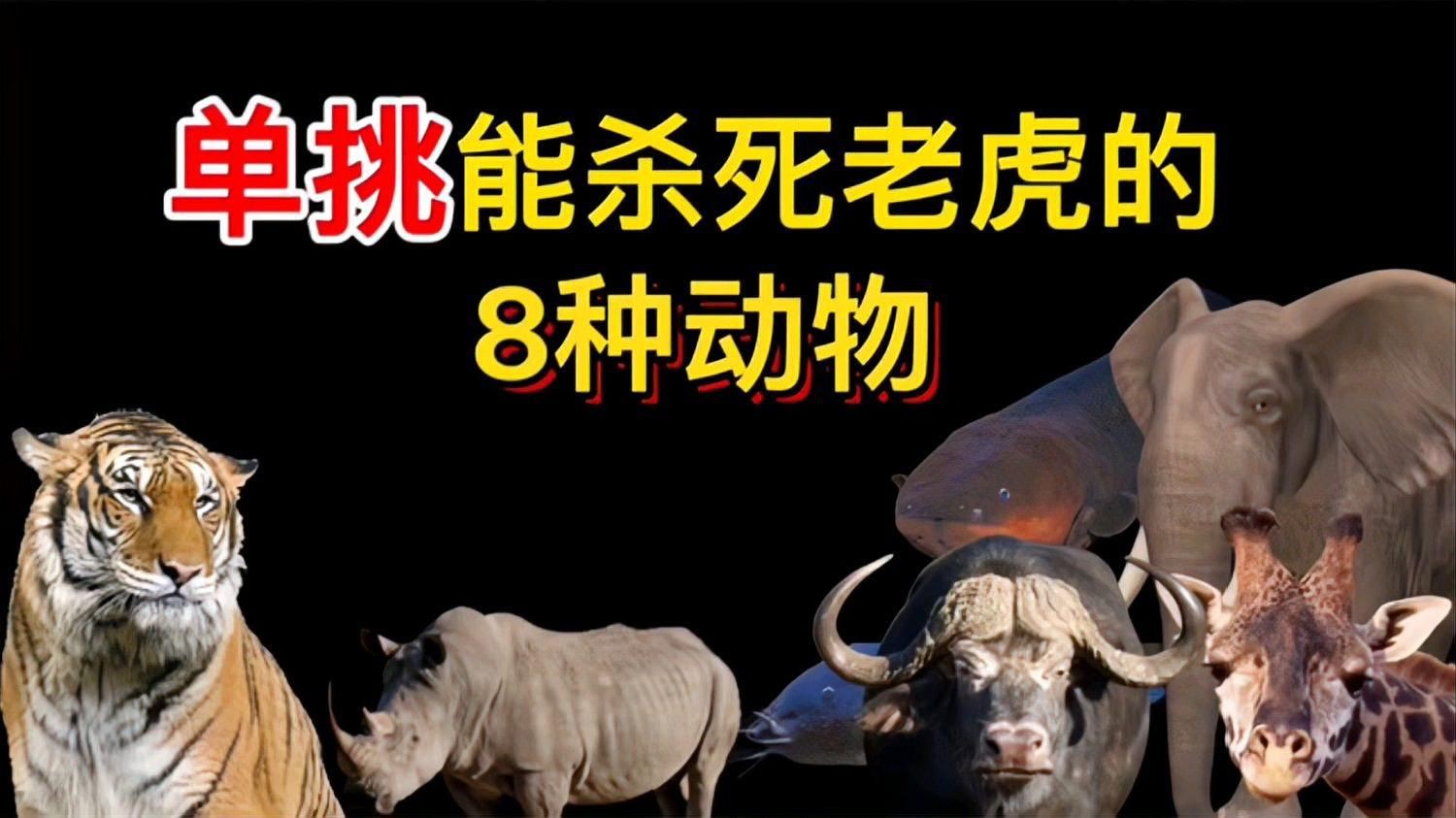 秒殺老虎的三種動物，《秒殺老虎的三種動物》冷知識“單挑”就能殺死老虎的幾大猛獸