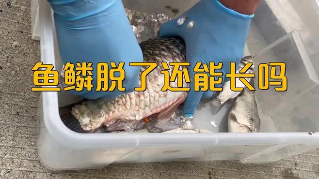 如何判斷龍魚鱗片是否完全再生？，如何判斷龍魚鱗片是否完全再生龍魚鱗片再生情況備受關注