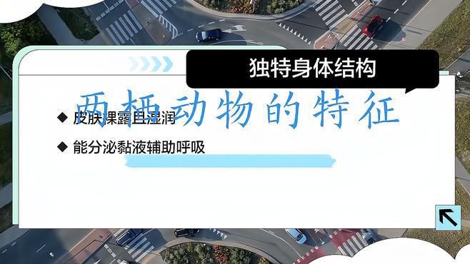 兩棲動物是既有肺又有腮嗎，兩棲動物的呼吸系統具有顯著的階段性特征和多樣性