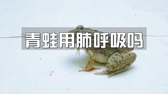 兩棲動物是既有肺又有腮嗎，兩棲動物的呼吸系統具有顯著的階段性特征和多樣性