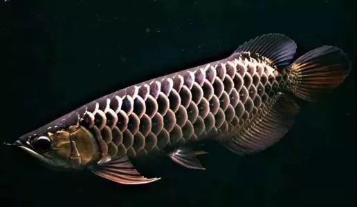 如何判斷龍魚魚鰭是否感染？，判斷龍魚魚鰭是否感染是保障其健康的關鍵
