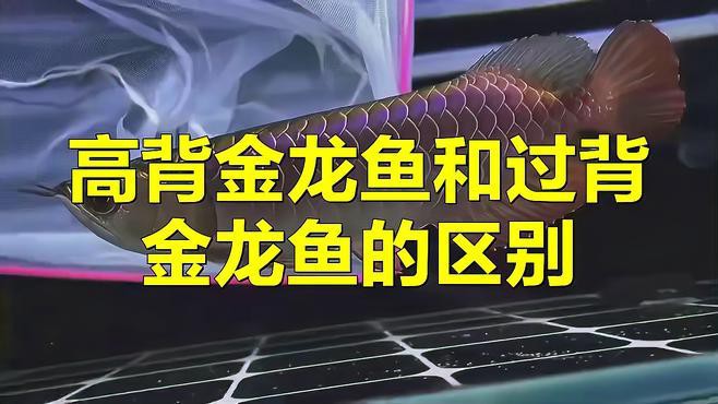 如何鑒別50公分高背金龍魚的品相？，如何區(qū)分50公分高背金龍魚和過背金龍魚的區(qū)別