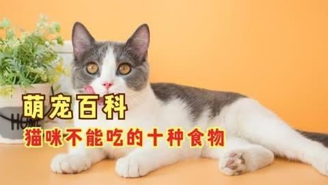 貓最不能吃的10種食物，《貓最不能吃的10種食物》貓咪不能吃的10種食物