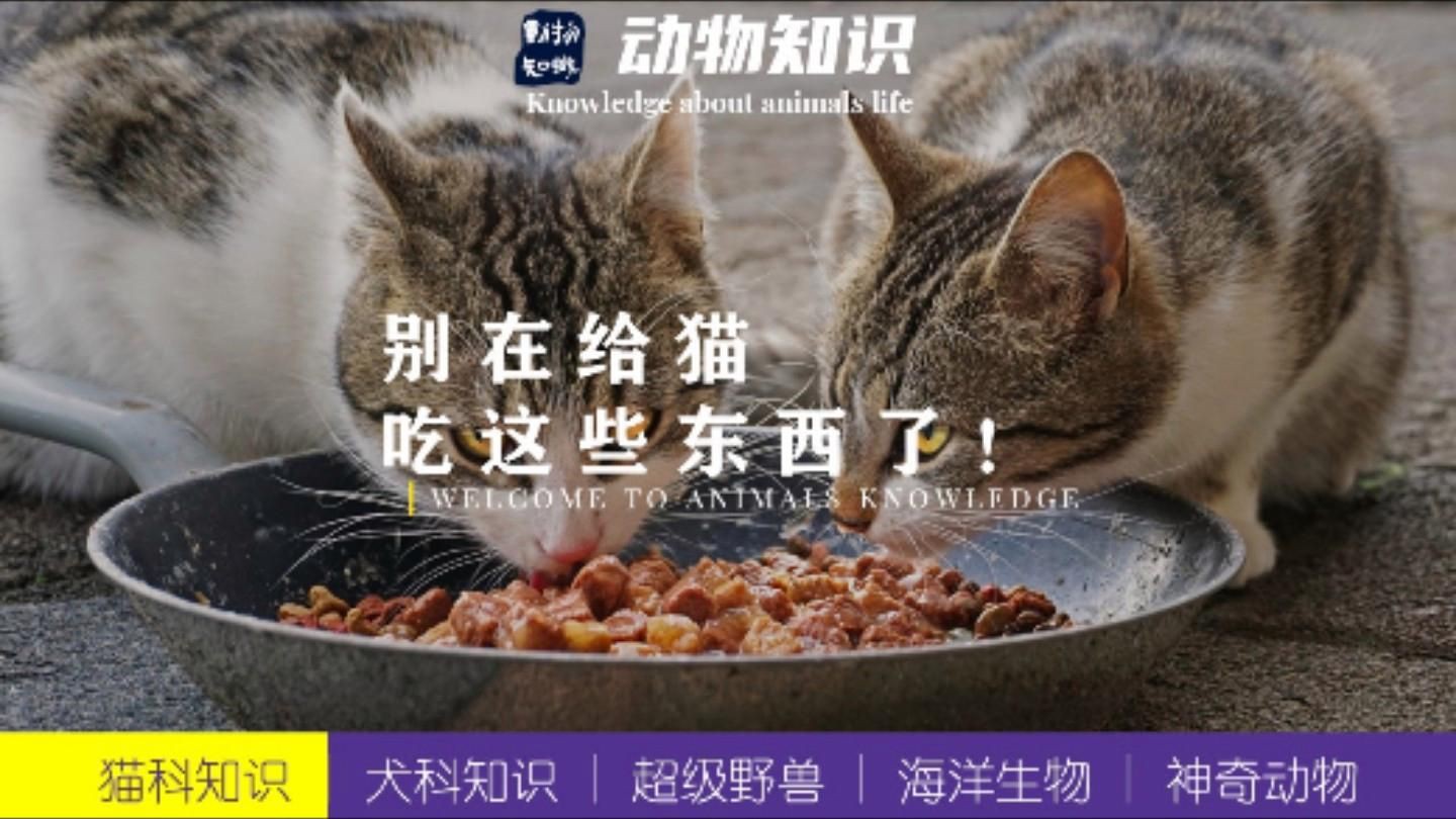 貓最不能吃的10種食物，《貓最不能吃的10種食物》貓咪不能吃的10種食物