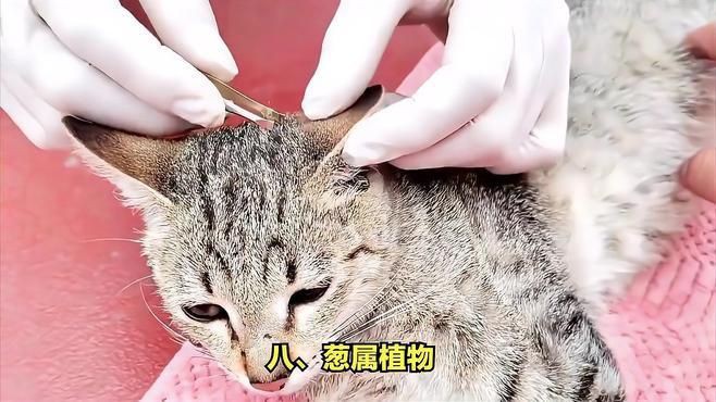 貓最不能吃的10種食物，《貓最不能吃的10種食物》貓咪不能吃的10種食物