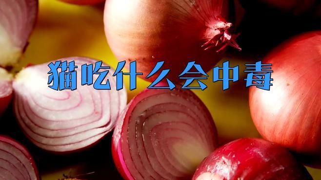 貓最不能吃的10種食物，《貓最不能吃的10種食物》貓咪不能吃的10種食物