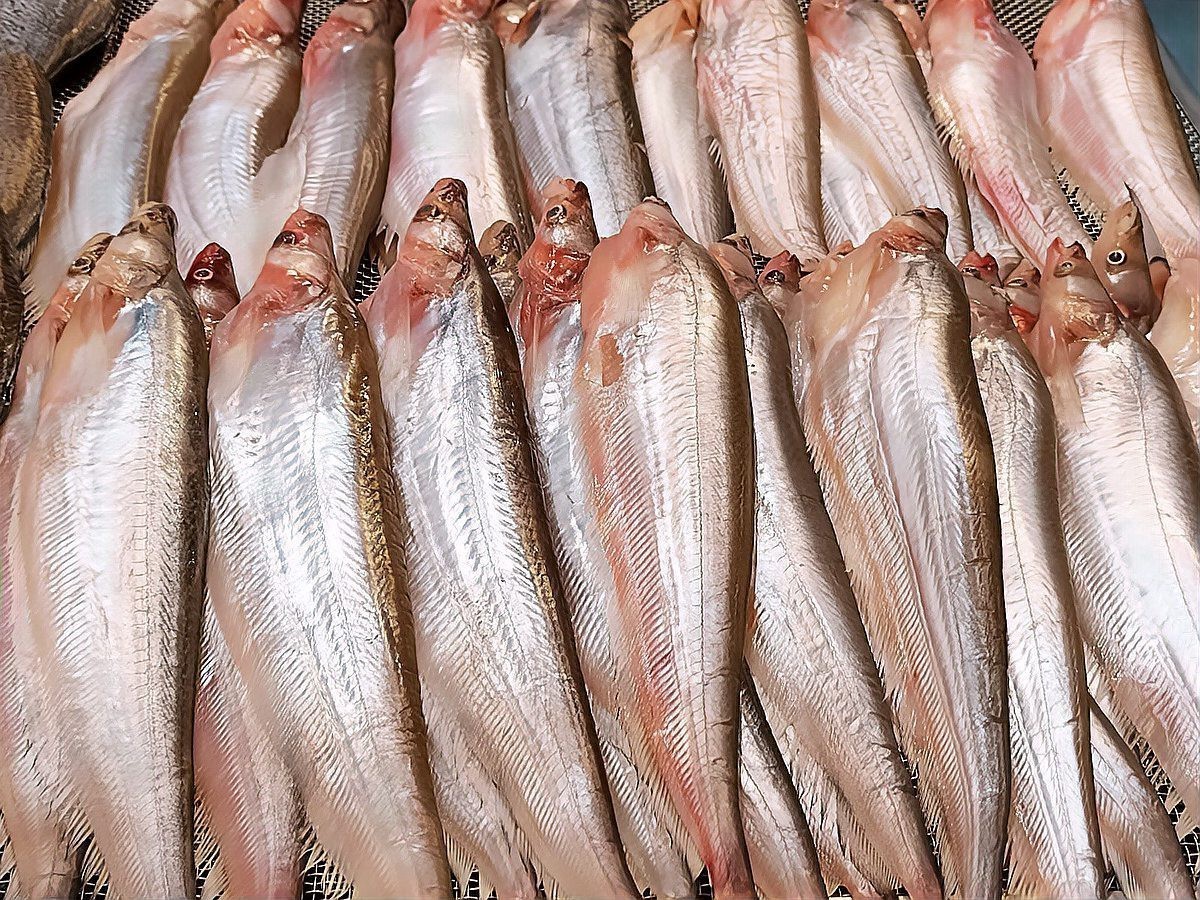 東南亞淡水魚品種，東南亞淡水魚品種巴沙魚\