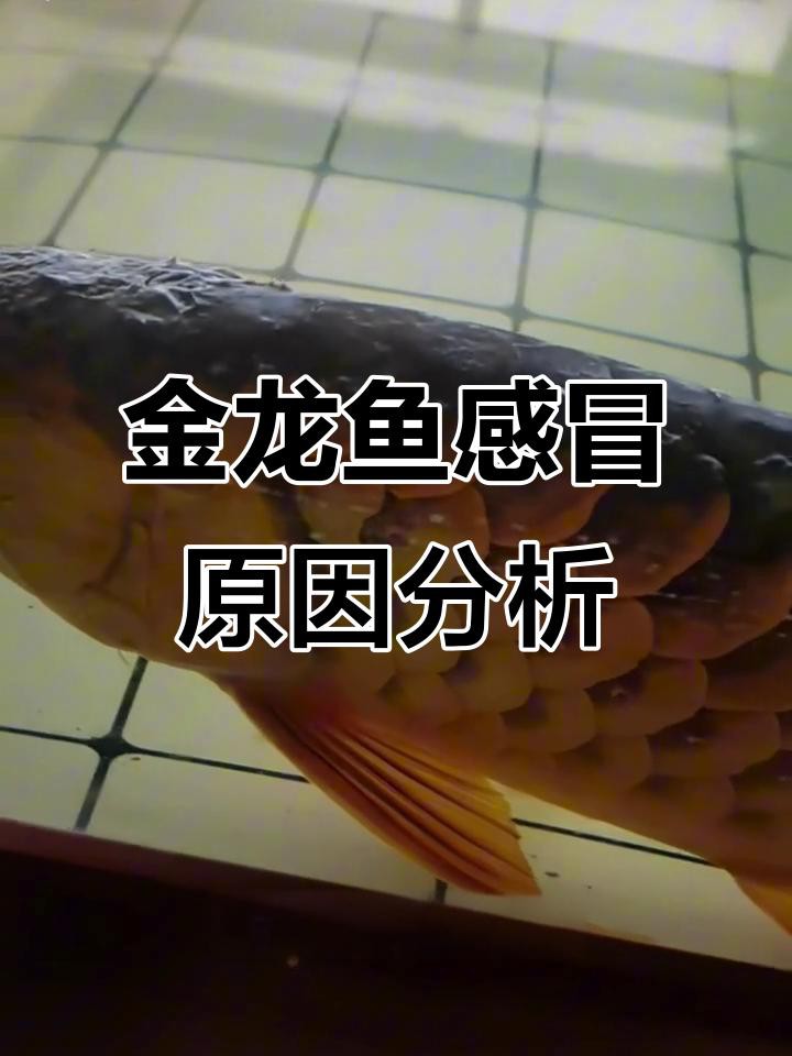 如何判斷金龍魚是否生病？，判斷金龍魚是否生病需綜合觀察其外觀、行為及水質狀況