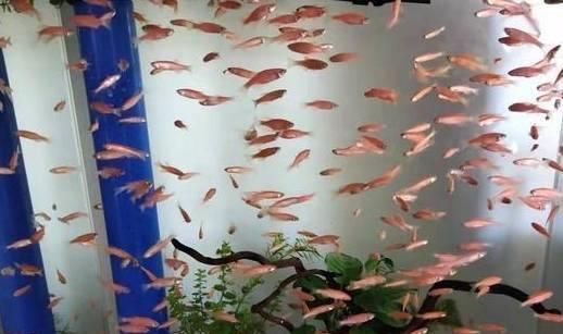 哪些魚適合和鳳尾魚一起養？：和鳳尾魚一起養的魚主要有以下幾種