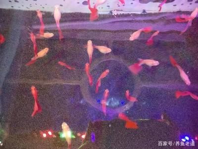 哪些魚適合和鳳尾魚一起養？：和鳳尾魚一起養的魚主要有以下幾種