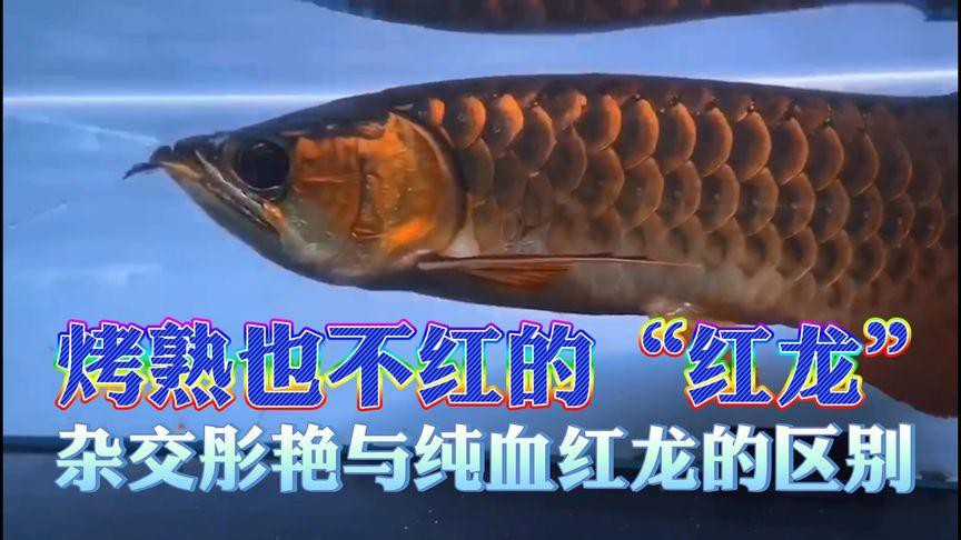 如何鑒別血紅龍是否純種？，愛在星辰大海如何辨別純血紅龍魚
