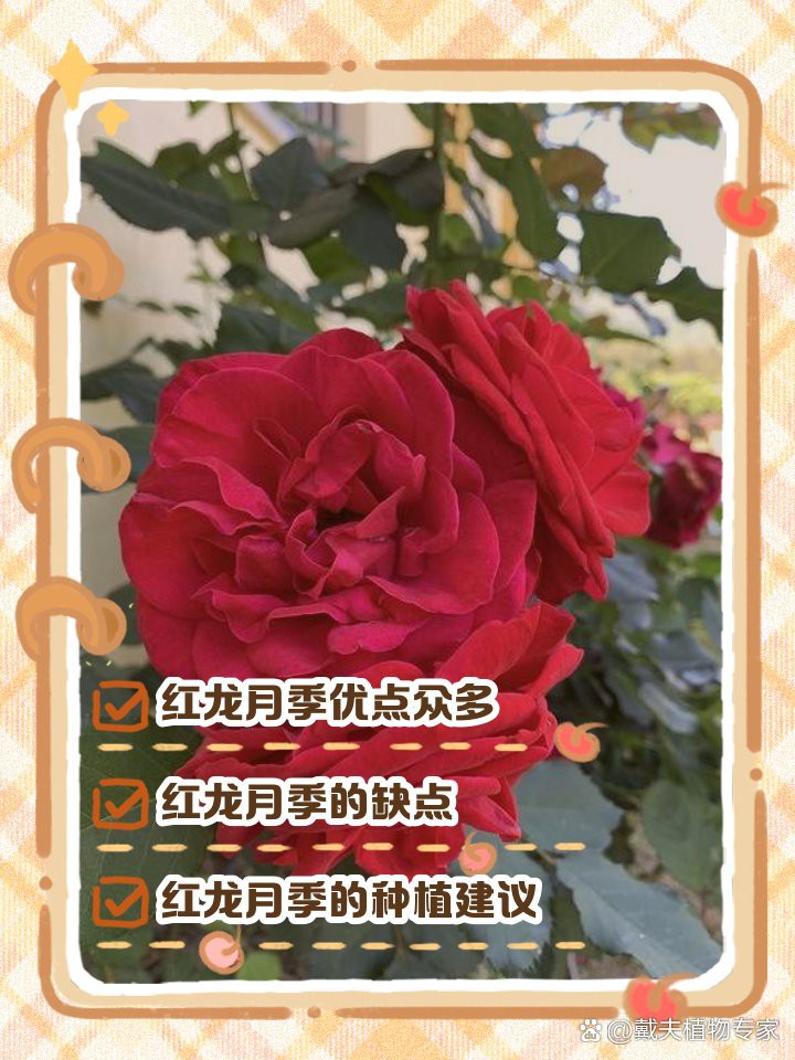 月季紅龍的花期是多久？，養(yǎng)了十年紅龍月季才發(fā)現(xiàn)它就是個“騙子”