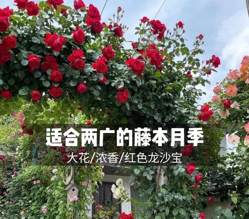 月季紅龍的花期是多久？，養(yǎng)了十年紅龍月季才發(fā)現(xiàn)它就是個“騙子”