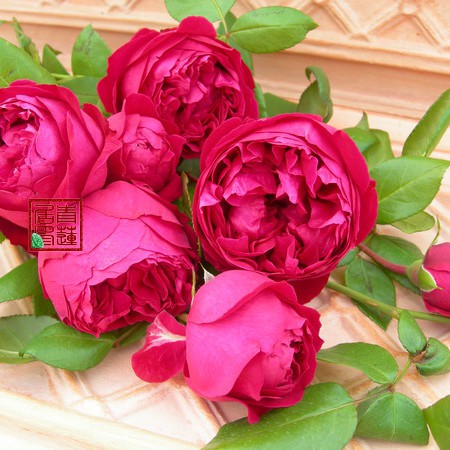 月季紅龍的花期是多久？，養(yǎng)了十年紅龍月季才發(fā)現(xiàn)它就是個“騙子”