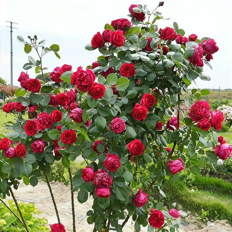 月季紅龍的花期是多久？，養(yǎng)了十年紅龍月季才發(fā)現(xiàn)它就是個“騙子”