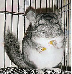 哪種貓不適合與龍貓一起養(yǎng)？，“哪種貓不適合與龍貓一起養(yǎng)”展開探討龍貓生活環(huán)境要求