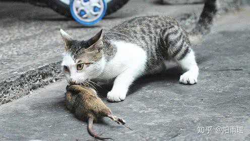 哪種貓不適合與龍貓一起養(yǎng)？，“哪種貓不適合與龍貓一起養(yǎng)”展開探討龍貓生活環(huán)境要求