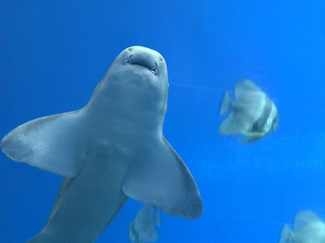 珠海水族店，珠海水族店分布廣泛且各具特色