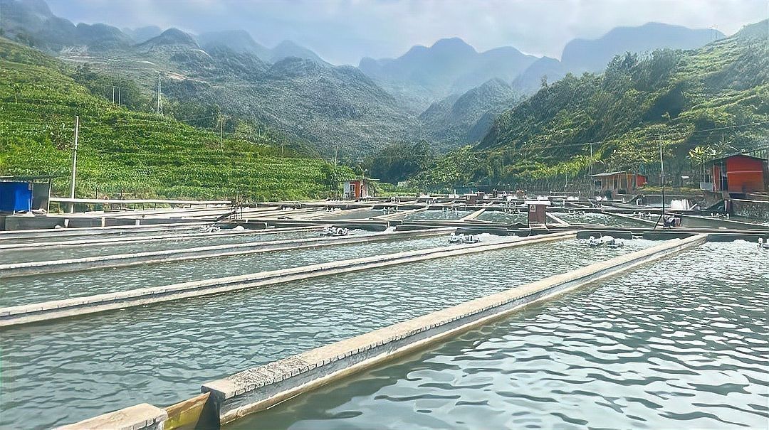來(lái)安龍魚(yú)店，來(lái)安龍魚(yú)店哪家口碑最好