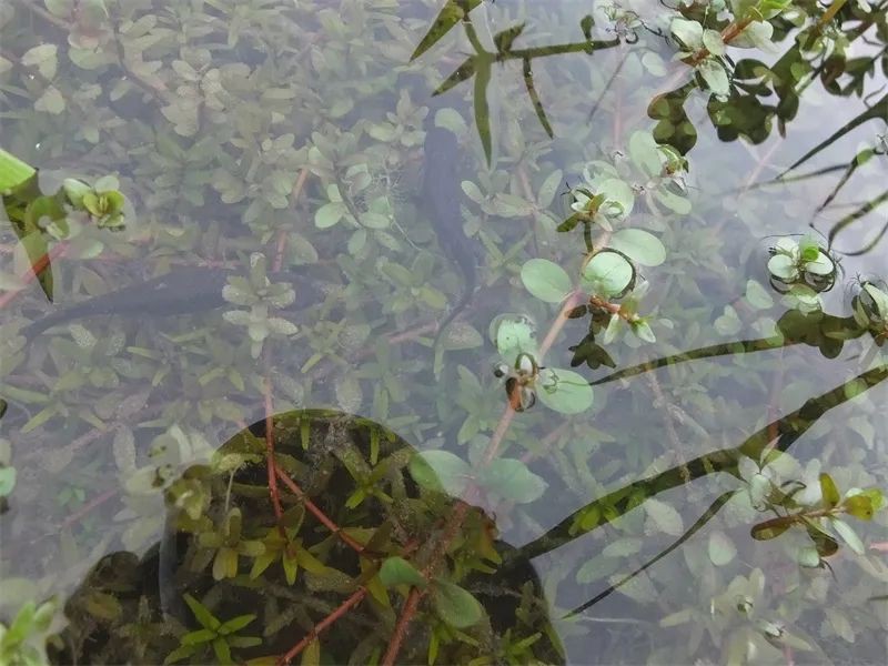 哪種火龍魚蠑螈壽命最長？，動物界眾多壽星排行