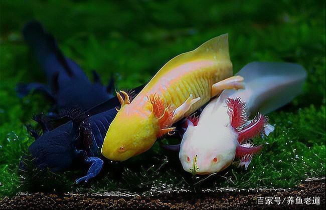 哪種火龍魚蠑螈壽命最長？，動物界眾多壽星排行