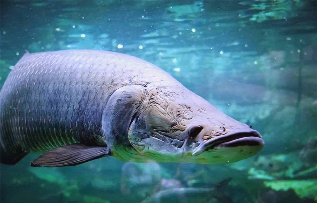 世界十大名魚排行，世界十大名魚排行榜