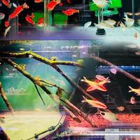 武漢水族店，武漢有哪些水族店
