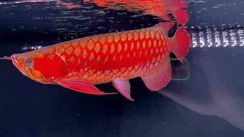 35公分大紅龍魚(yú)的市場(chǎng)供需情況，35公分大紅龍魚(yú)一般多少錢(qián)一只華哥環(huán)球智庫(kù) 35公分大紅龍魚(yú)的市場(chǎng)供需情況，35公分大紅龍魚(yú)一般多少錢(qián)一只華哥環(huán)球智庫(kù) 龍魚(yú)論壇 第3張