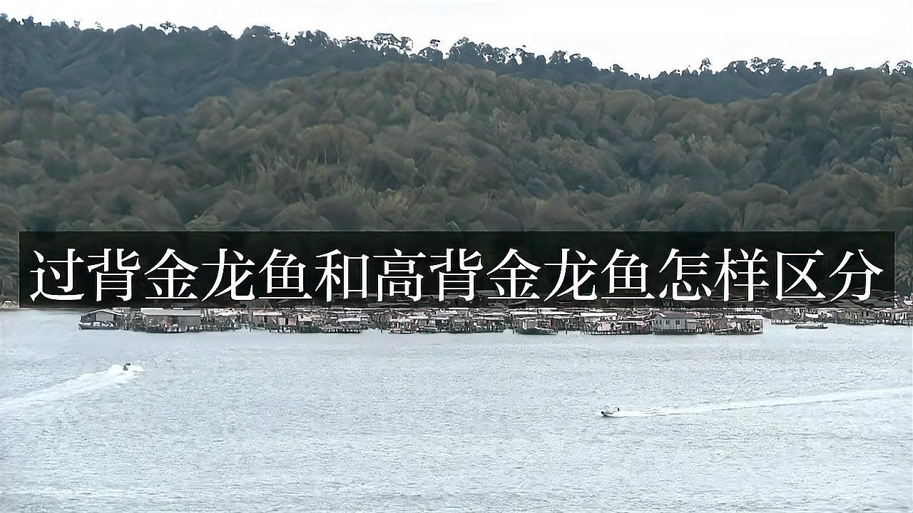 如何挑選高品質(zhì)的高背金龍魚？，如何區(qū)分高背金龍魚和過背金龍魚的區(qū)別