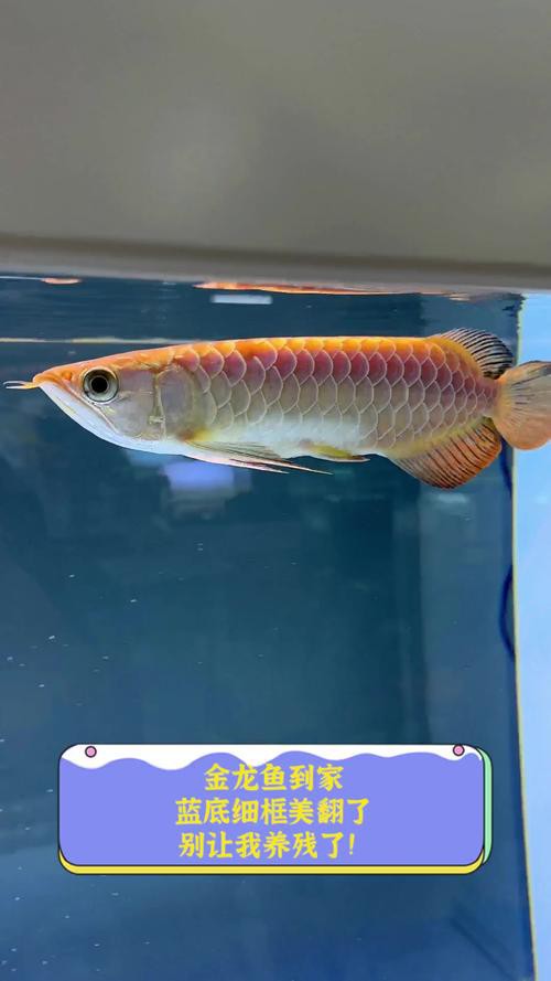提供一張藍底金龍魚生長過程的圖片，《藍底金龍魚生長過程》
