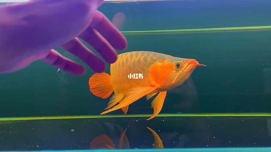 提供一張藍底金龍魚生長過程的圖片，《藍底金龍魚生長過程》