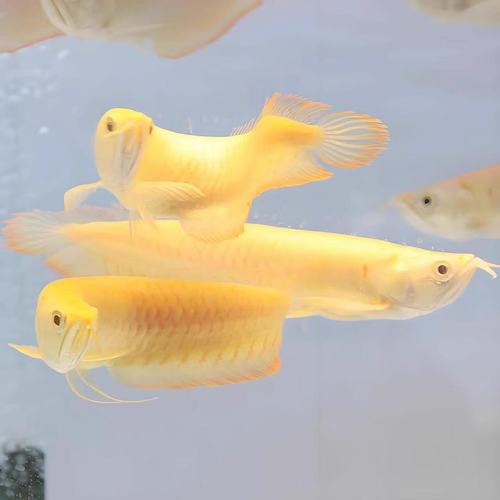 提供一張藍底金龍魚生長過程的圖片，《藍底金龍魚生長過程》