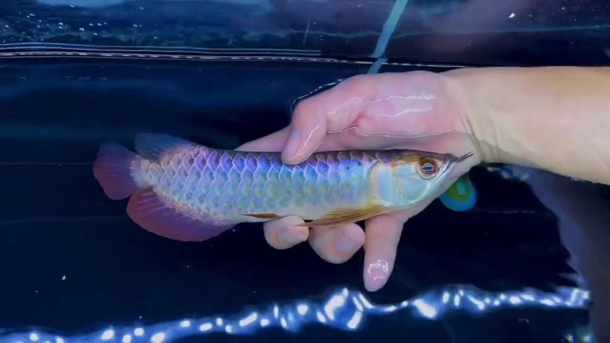 提供一張藍底金龍魚生長過程的圖片，《藍底金龍魚生長過程》