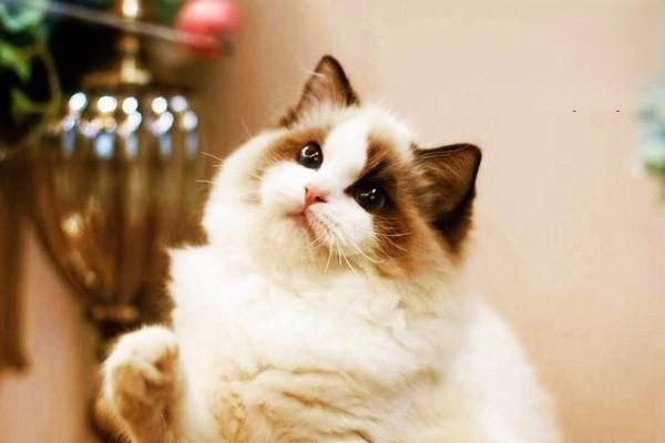 貓吃了生魚后幾天會死，貓吃了生魚后幾天會死嗎